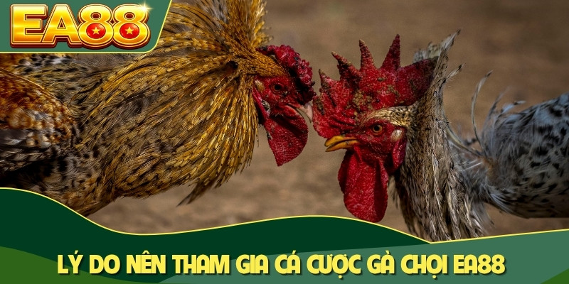 Lý do nên tham gia cá cược gà chọi EA88