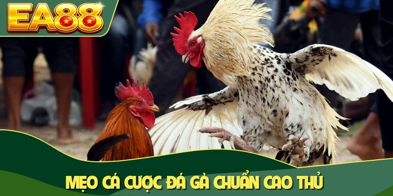 Mẹo cá cược đá gà chuẩn cao thủ
