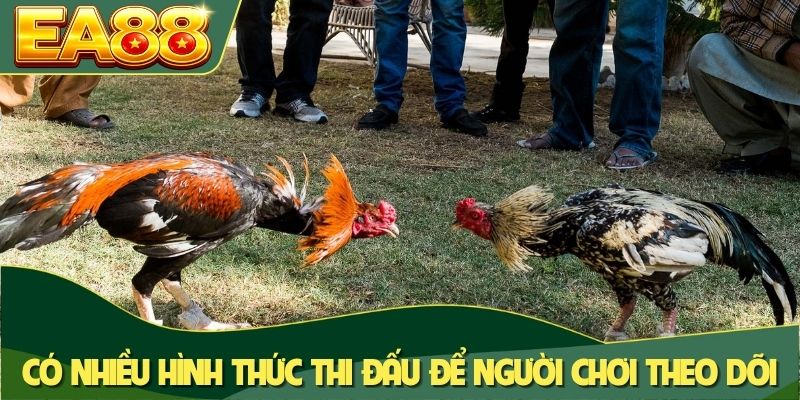 Có nhiều hình thức thi đấu để người chơi theo dõi