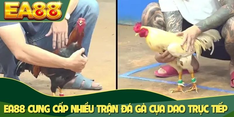 EA88 cung cấp nhiều trận đá gà cựa dao trực tiếp