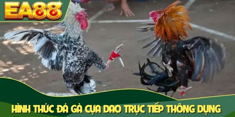 Hình thức đá gà cựa dao trực tiếp thông dụng